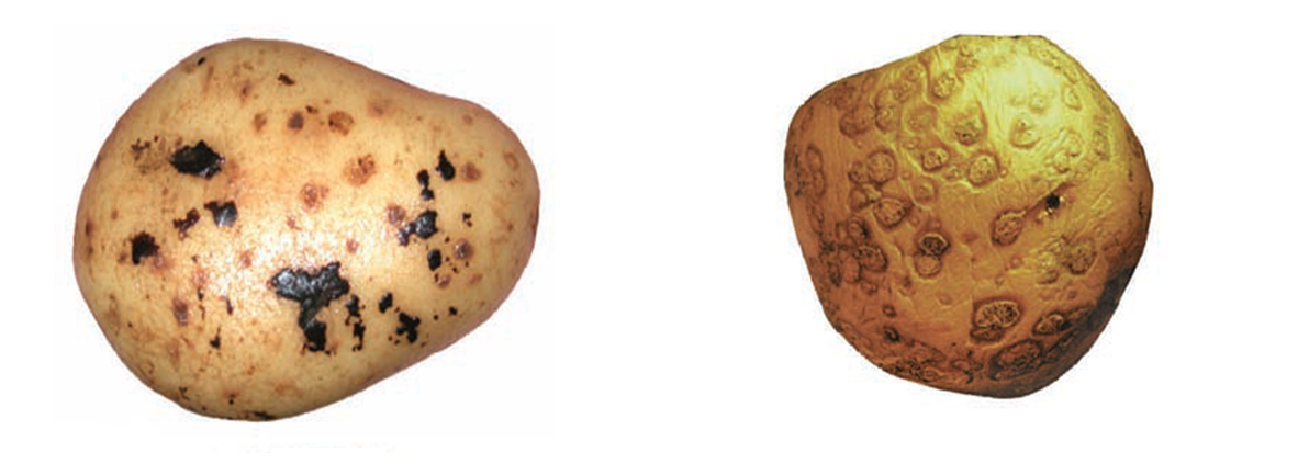 Gale noire et gale poudreuse