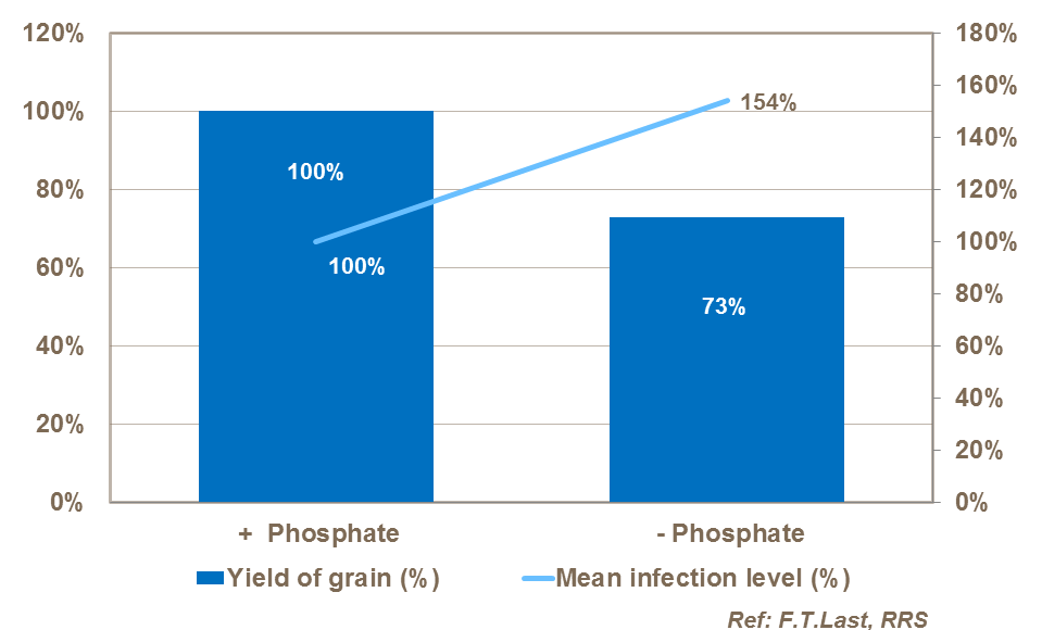 The effect of phosphate on the incidence of powdery mildew